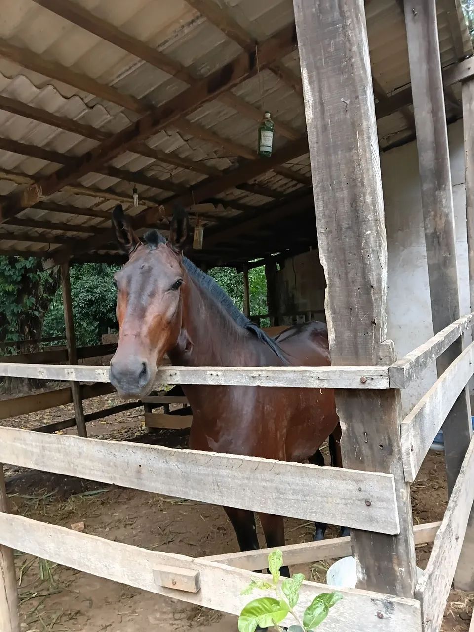 Baía pra cavalos