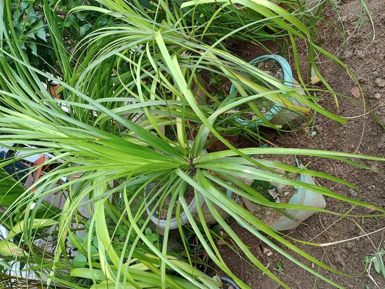 Lindas plantas pata de elefante. - Foto 3