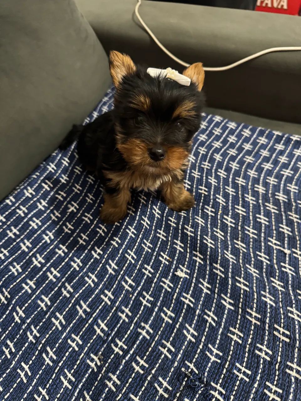 Cachorro Yorkshire 