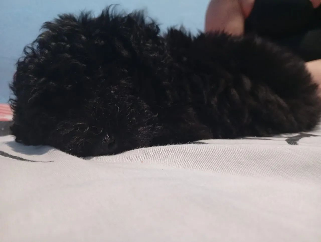 Cachorra a venda