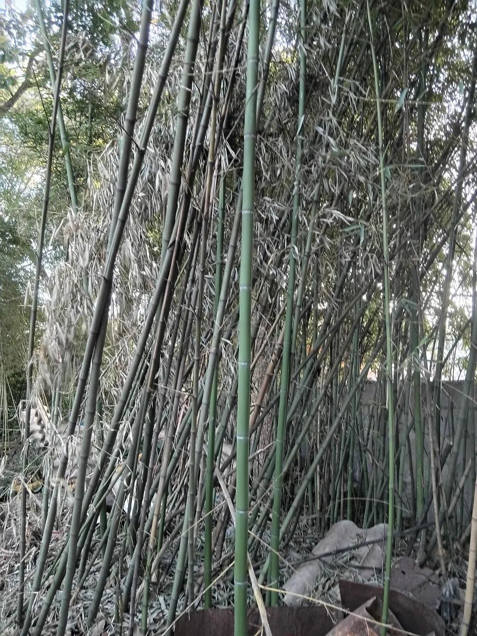 Varas de bambu cana da india - Foto 2
