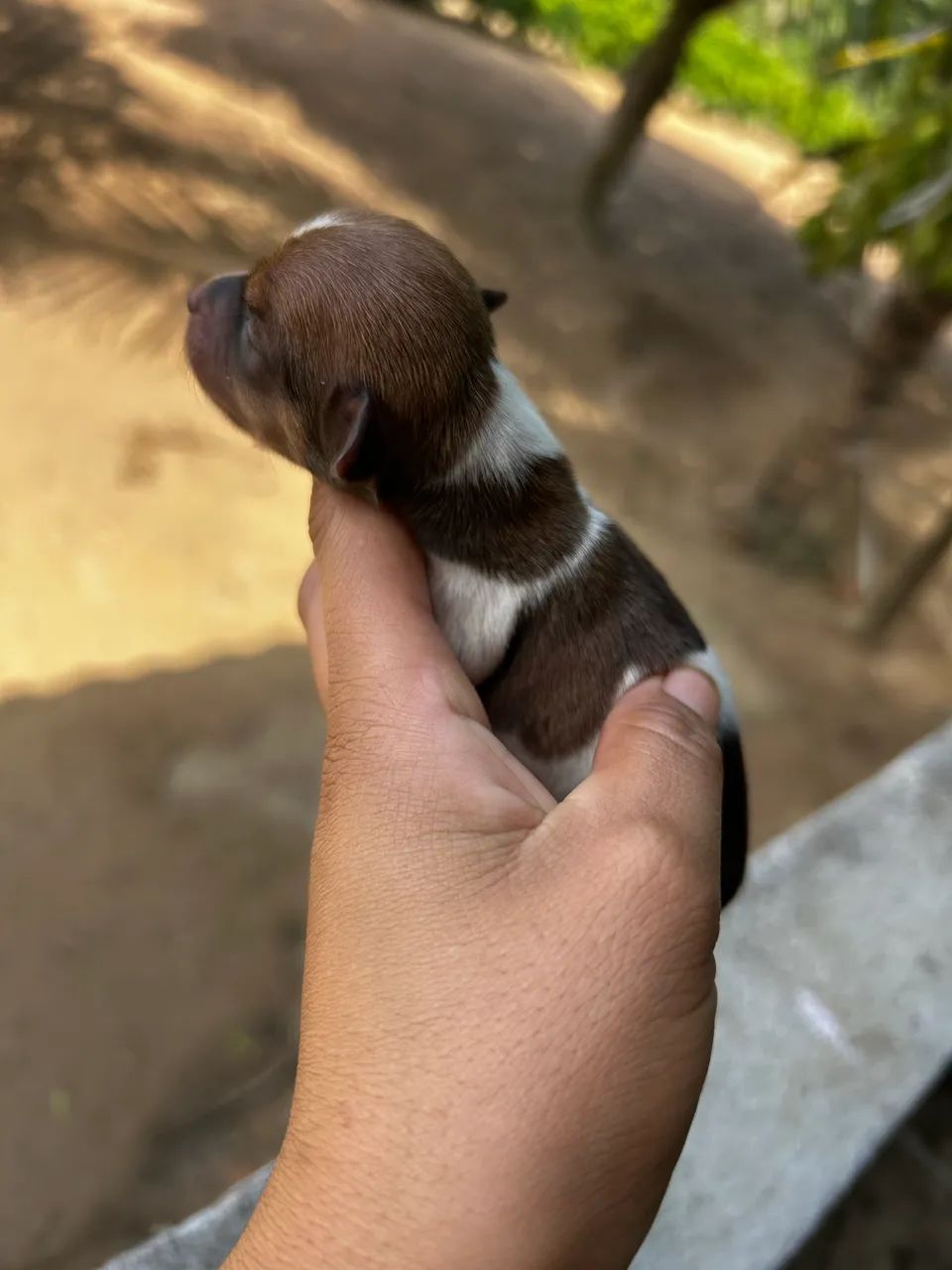 Pinscher 1 - Foto 3