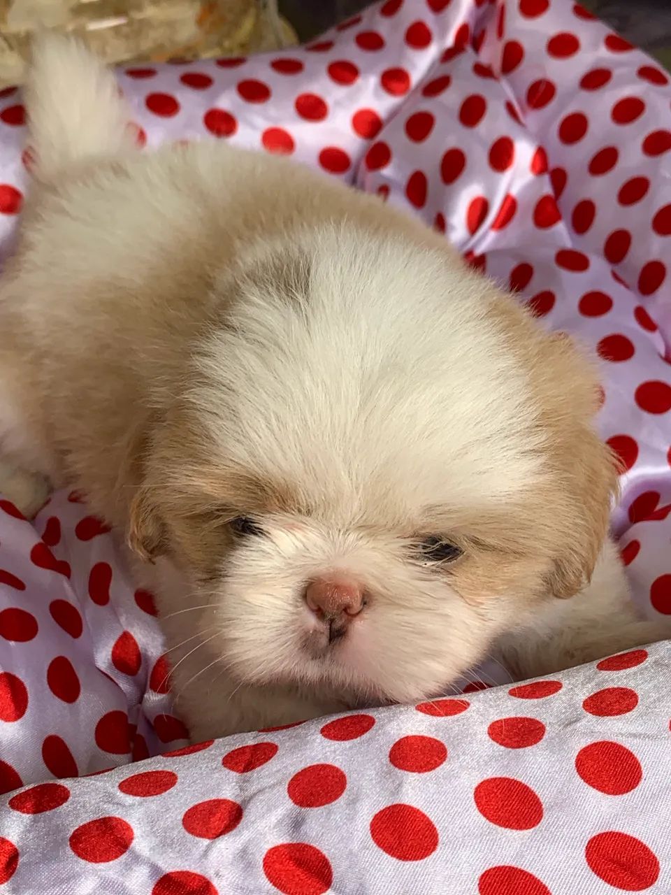 Shihtzu Macho - Foto 5