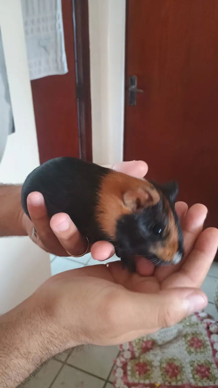 Porquinho da índia 3 meses 