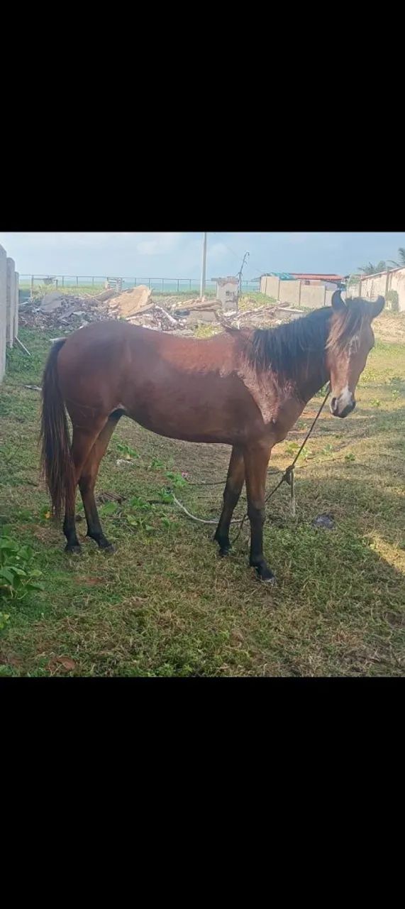 pordo ? - Foto 2