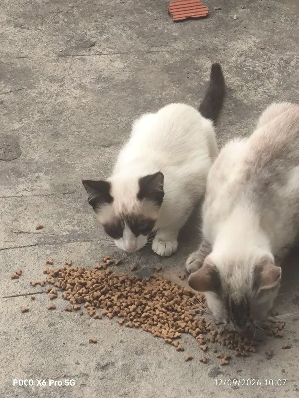 Gatinho para adoção  - Foto 2