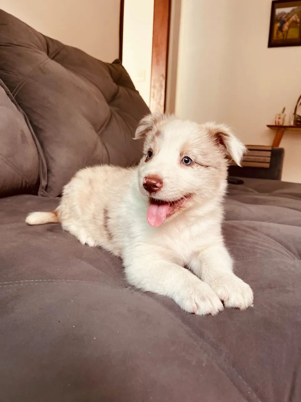 Border collie  - Foto 3