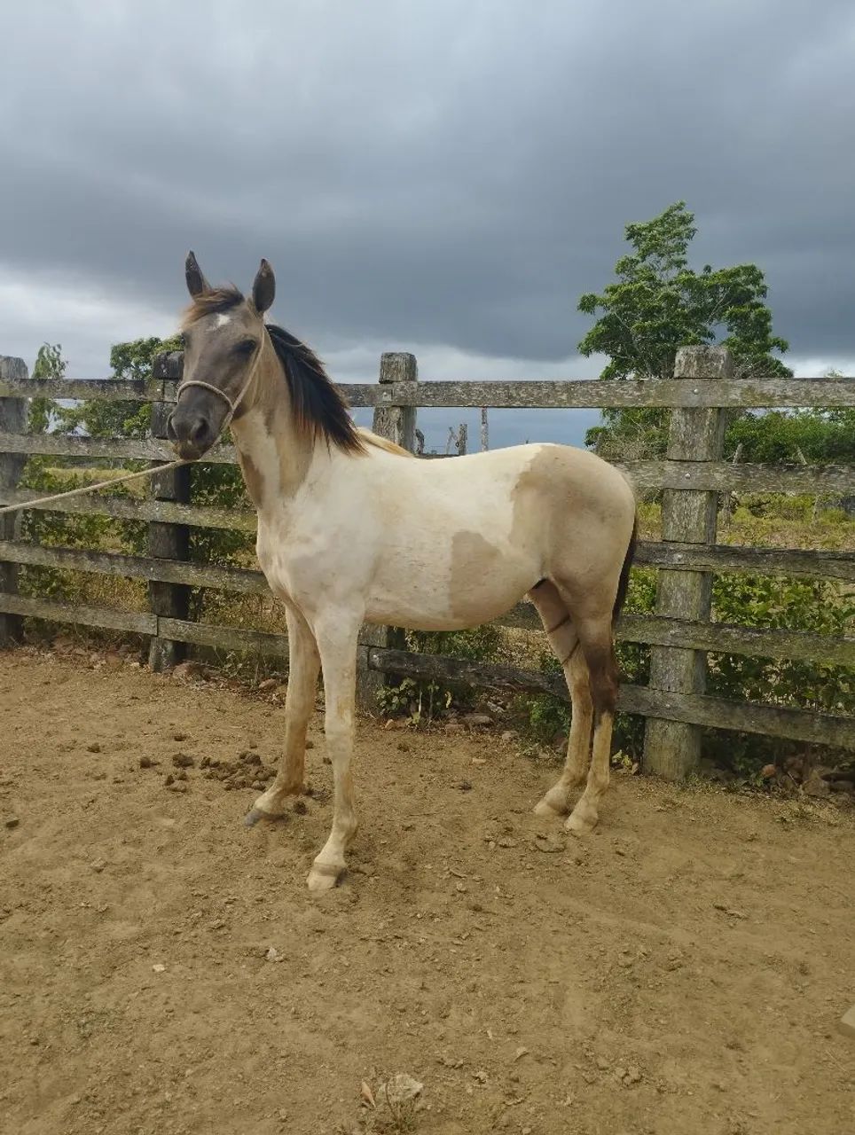 Potro Puro sangue MM  - Foto 3