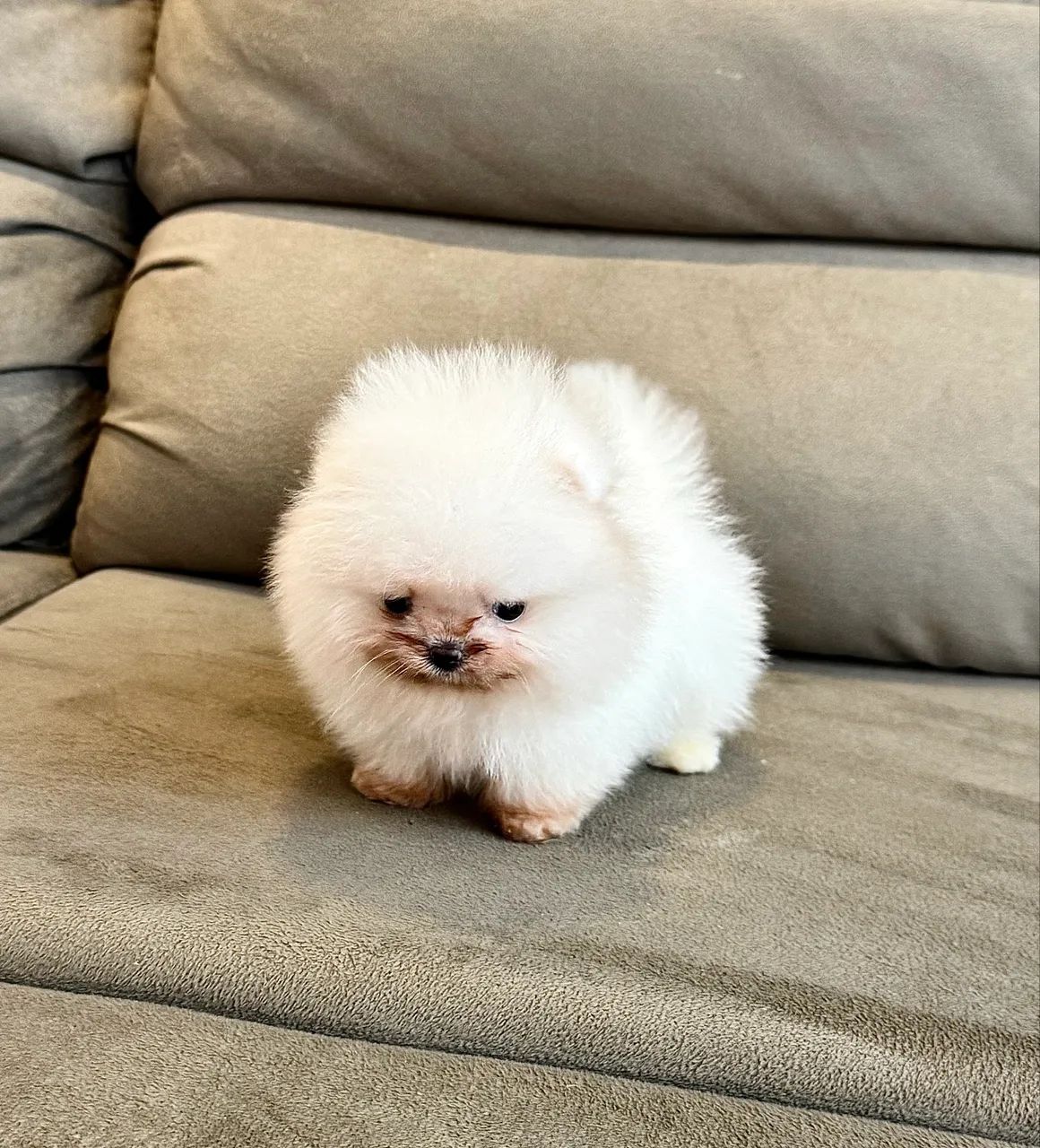 Spitz alemão anão linhagem chinesa  - Foto 2