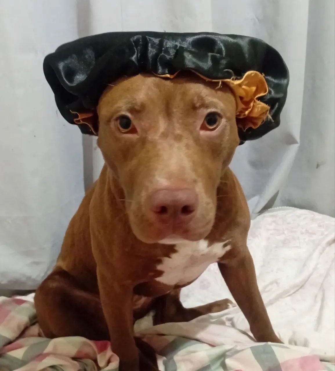 DOAÇÃO PITBULL  - Foto 2