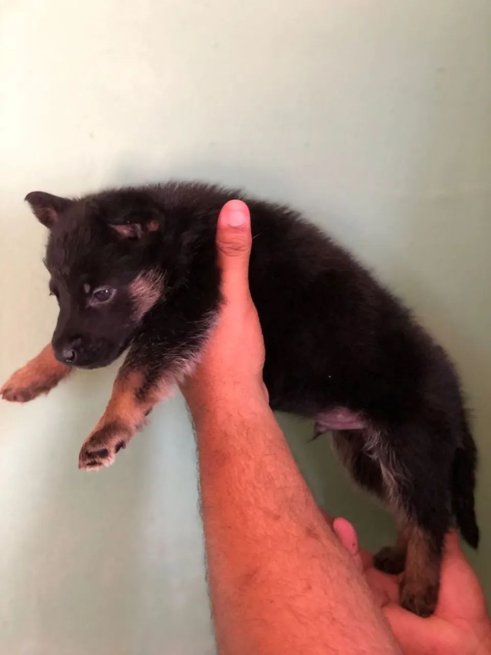 Pastor alemão capa preta 36 dias  - Foto 5