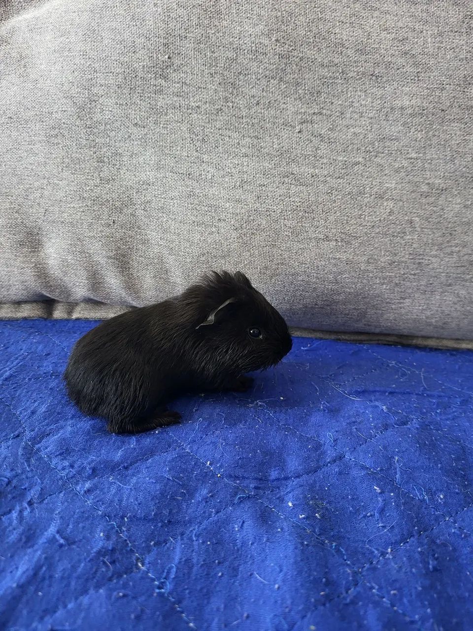 Porco da india  - Foto 4