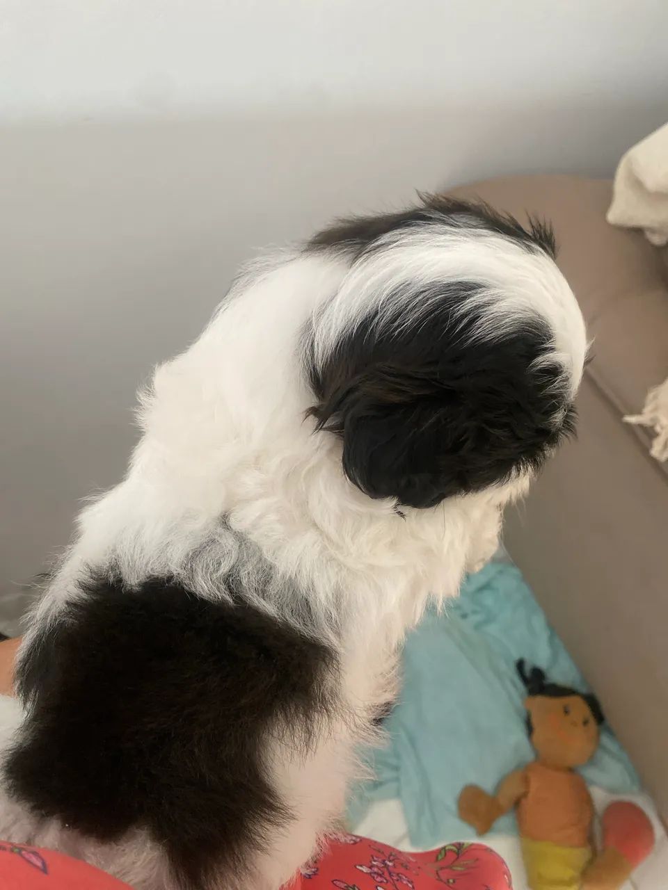 Cachorro shihtzu 