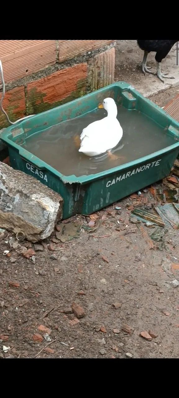 Marreco Mini Cool  - Foto 3