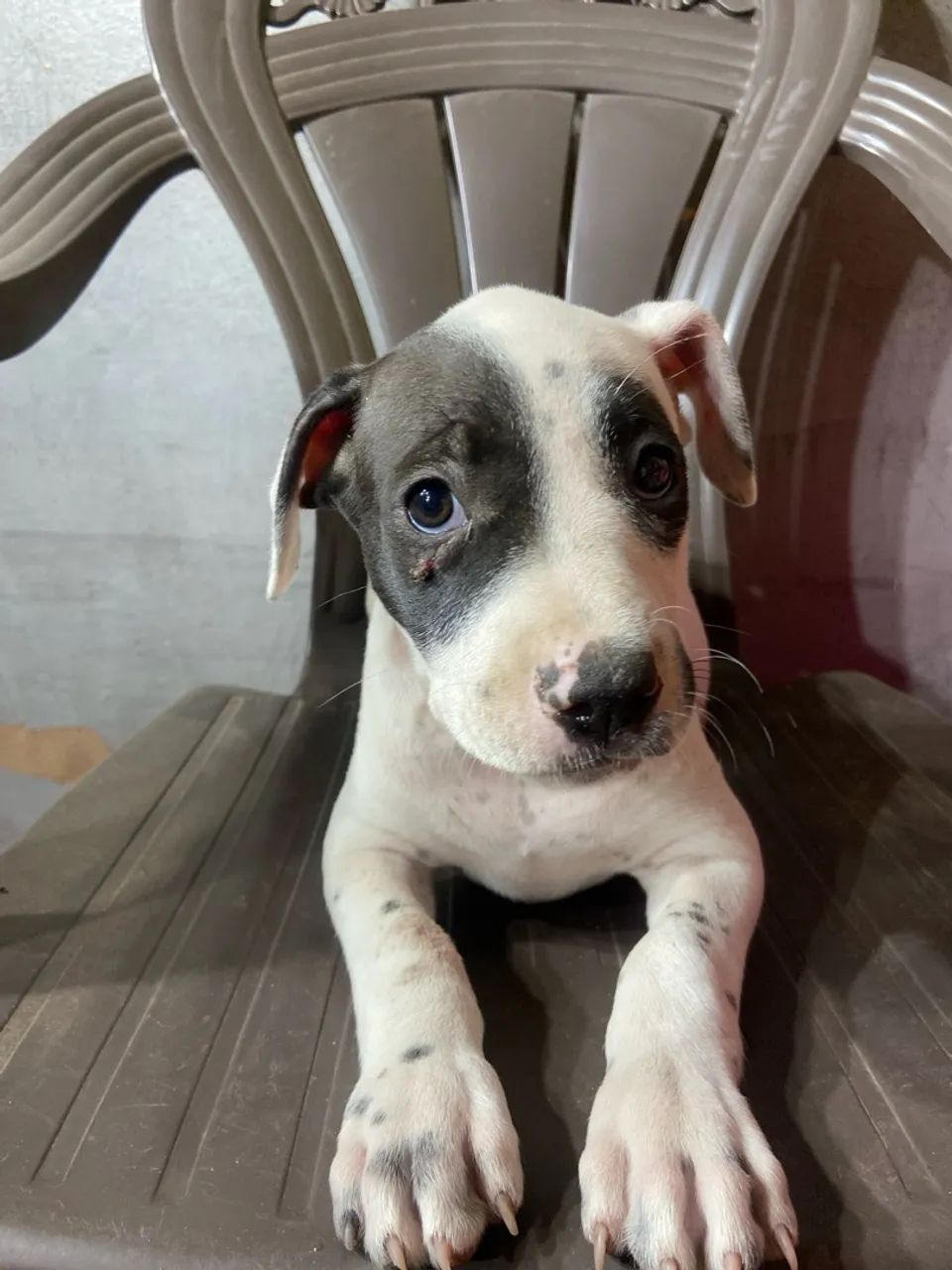 Pitbull 100 % PURO  - Foto 3