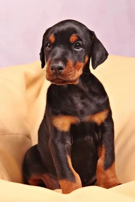 Doberman Lindos  - Foto 2