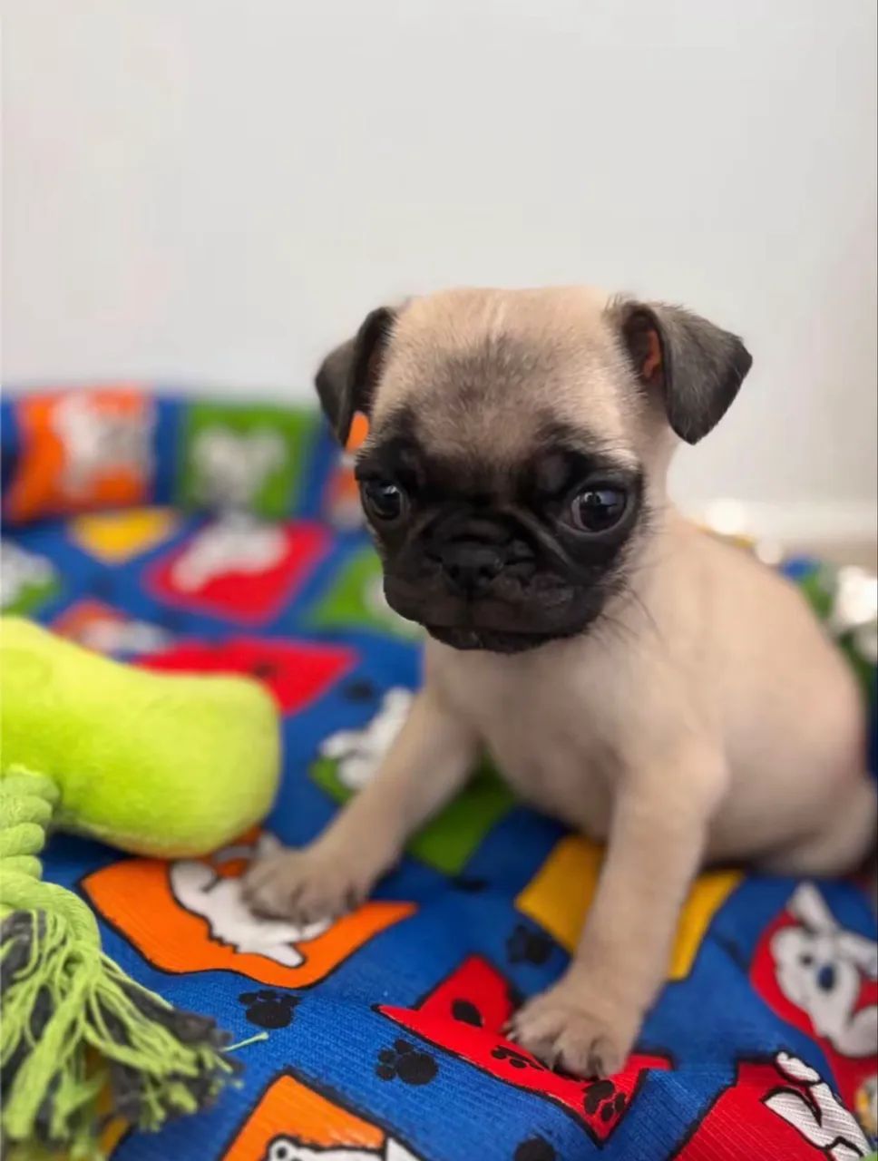 Pug - Foto 2