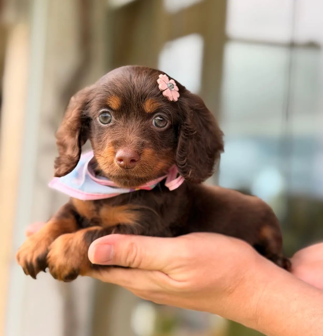Dachshund Pelo Longo  - Foto 5