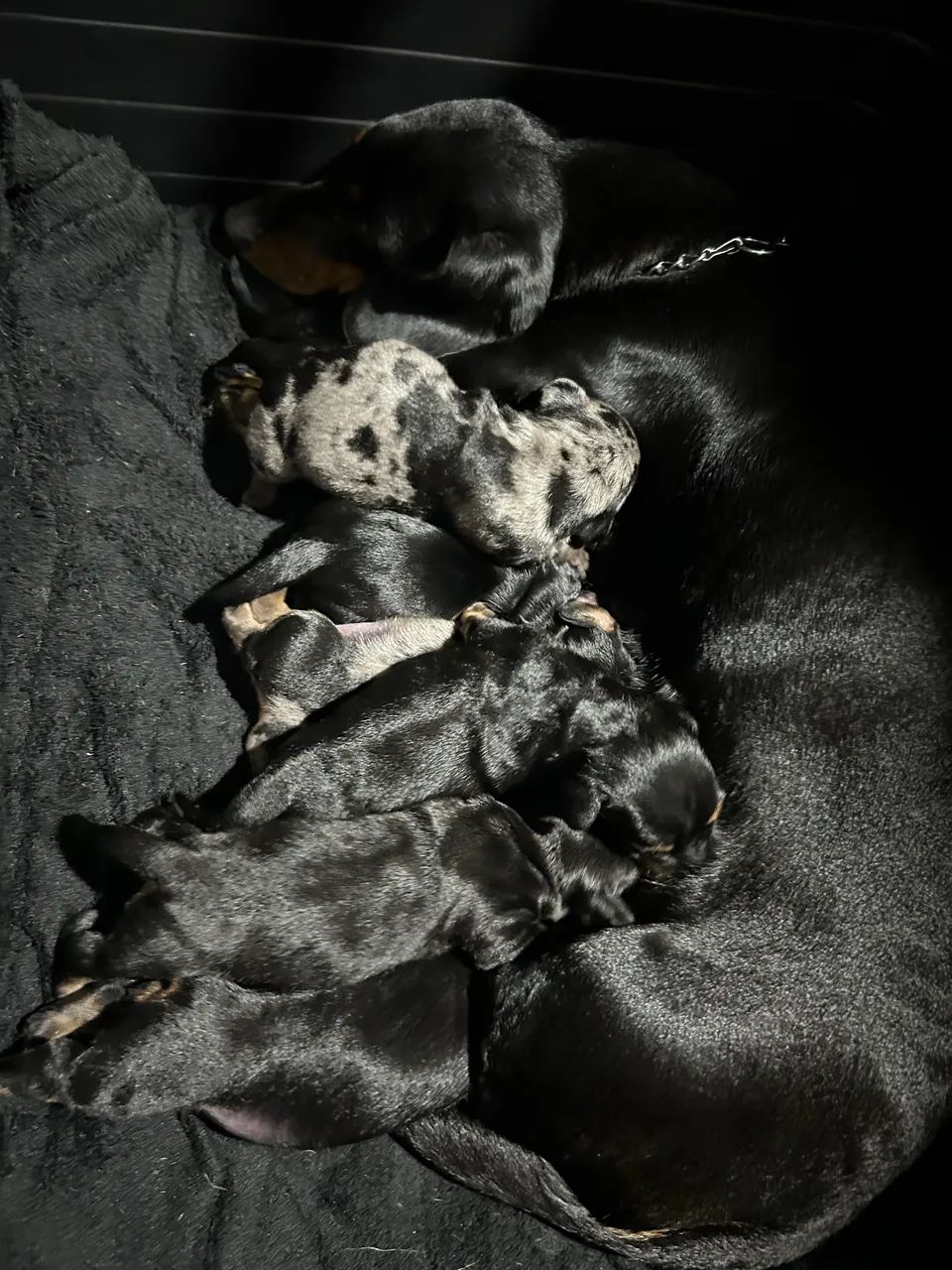 Vendo filhotes de salsicha( dachshund ) 