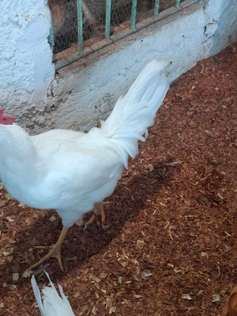 Vendo galo ?  - Foto 4