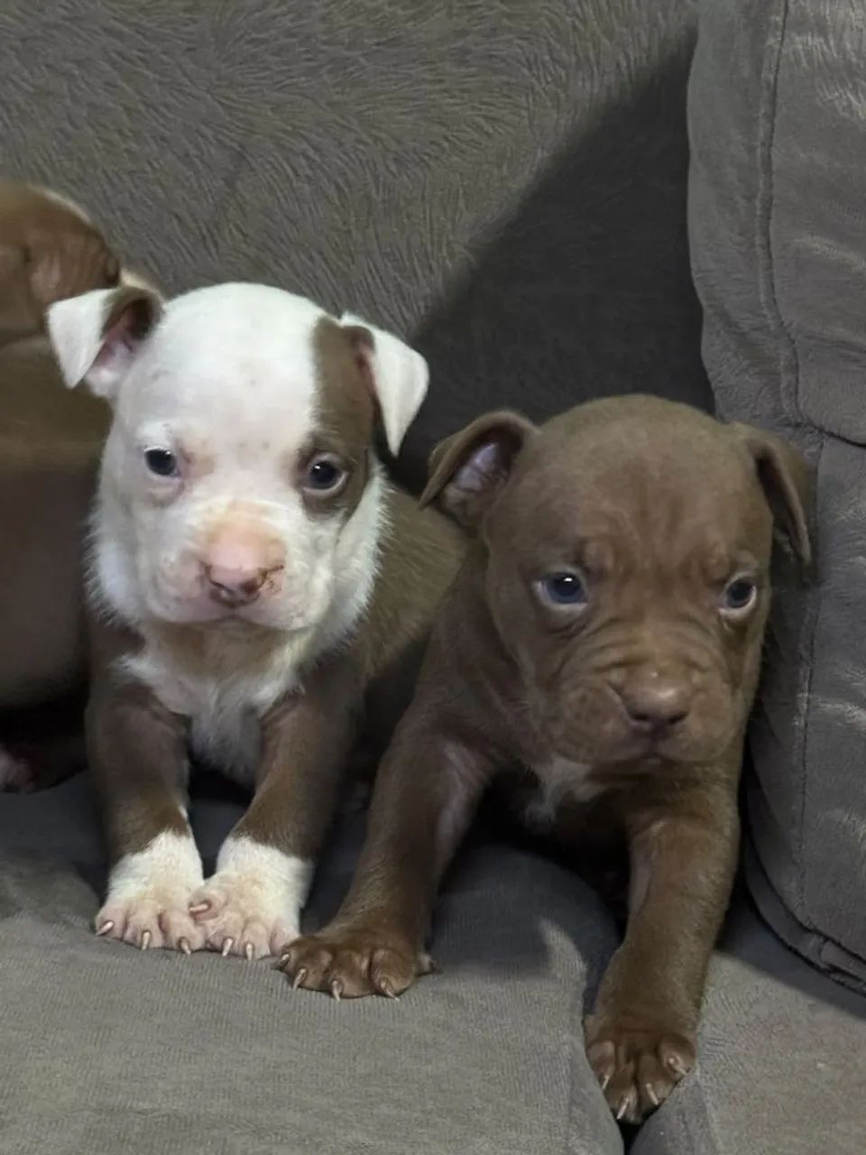 Filhotes Pitbull 