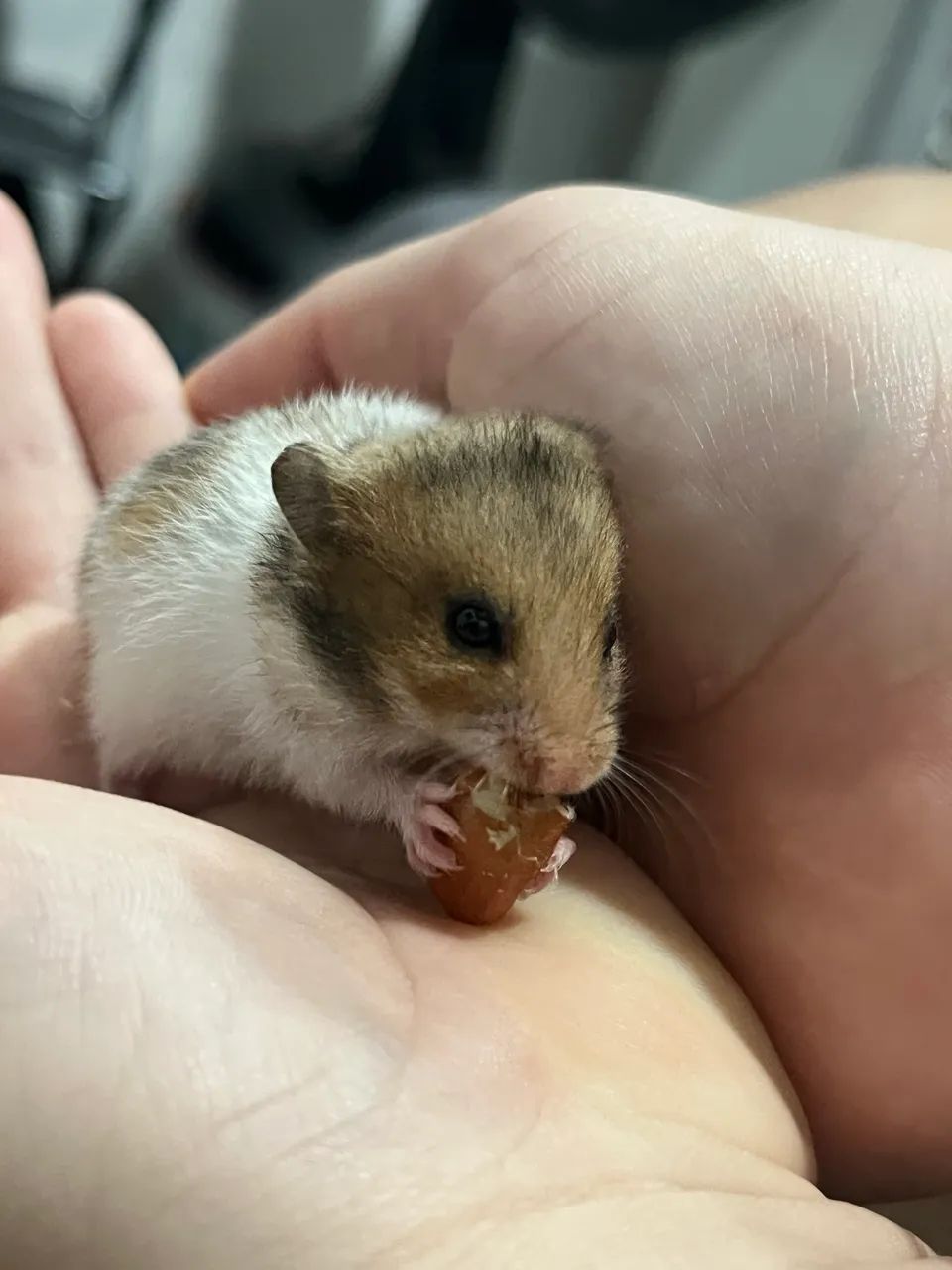 Hamster Anão Russo