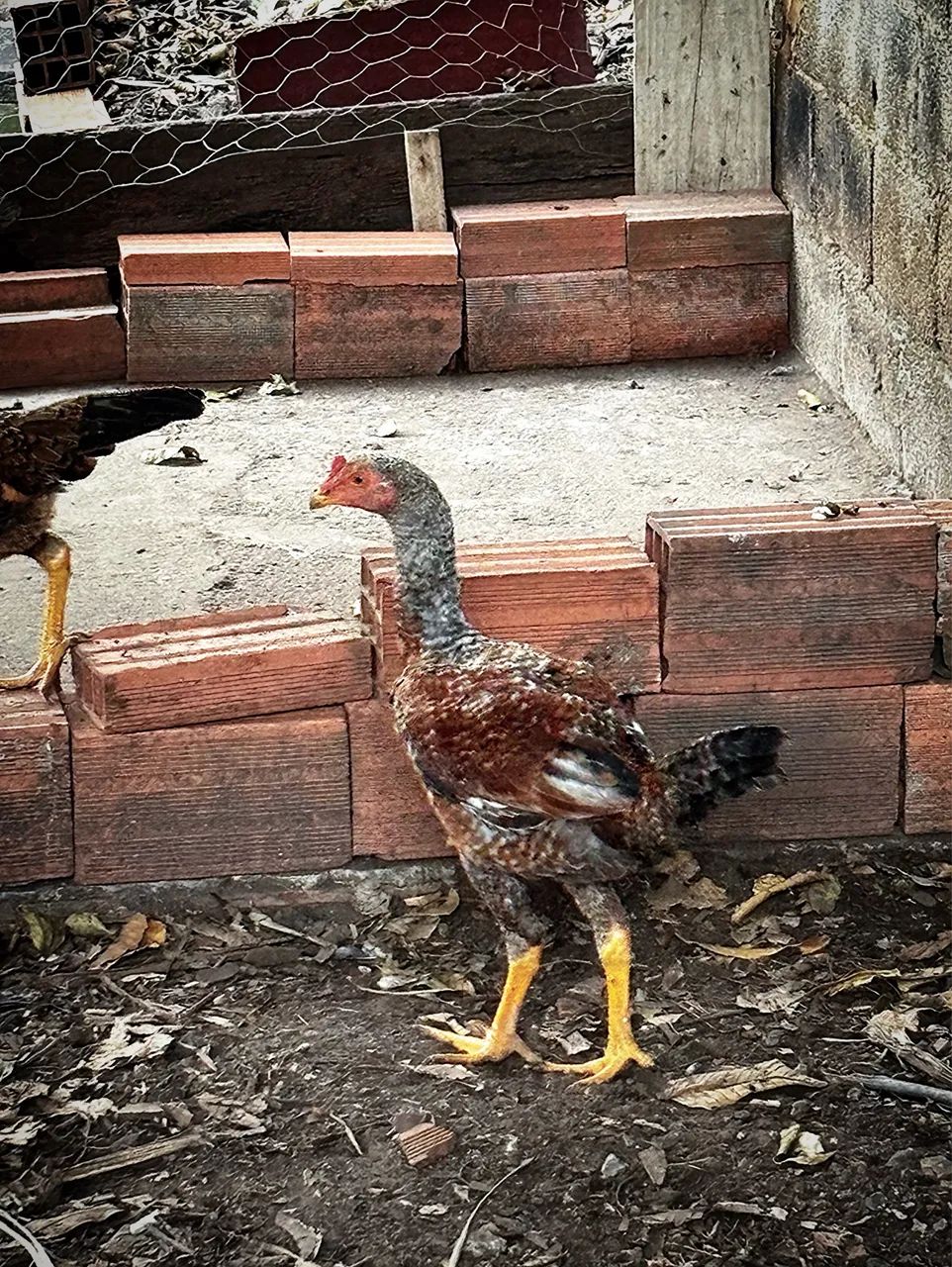 Vendo frango carijó 