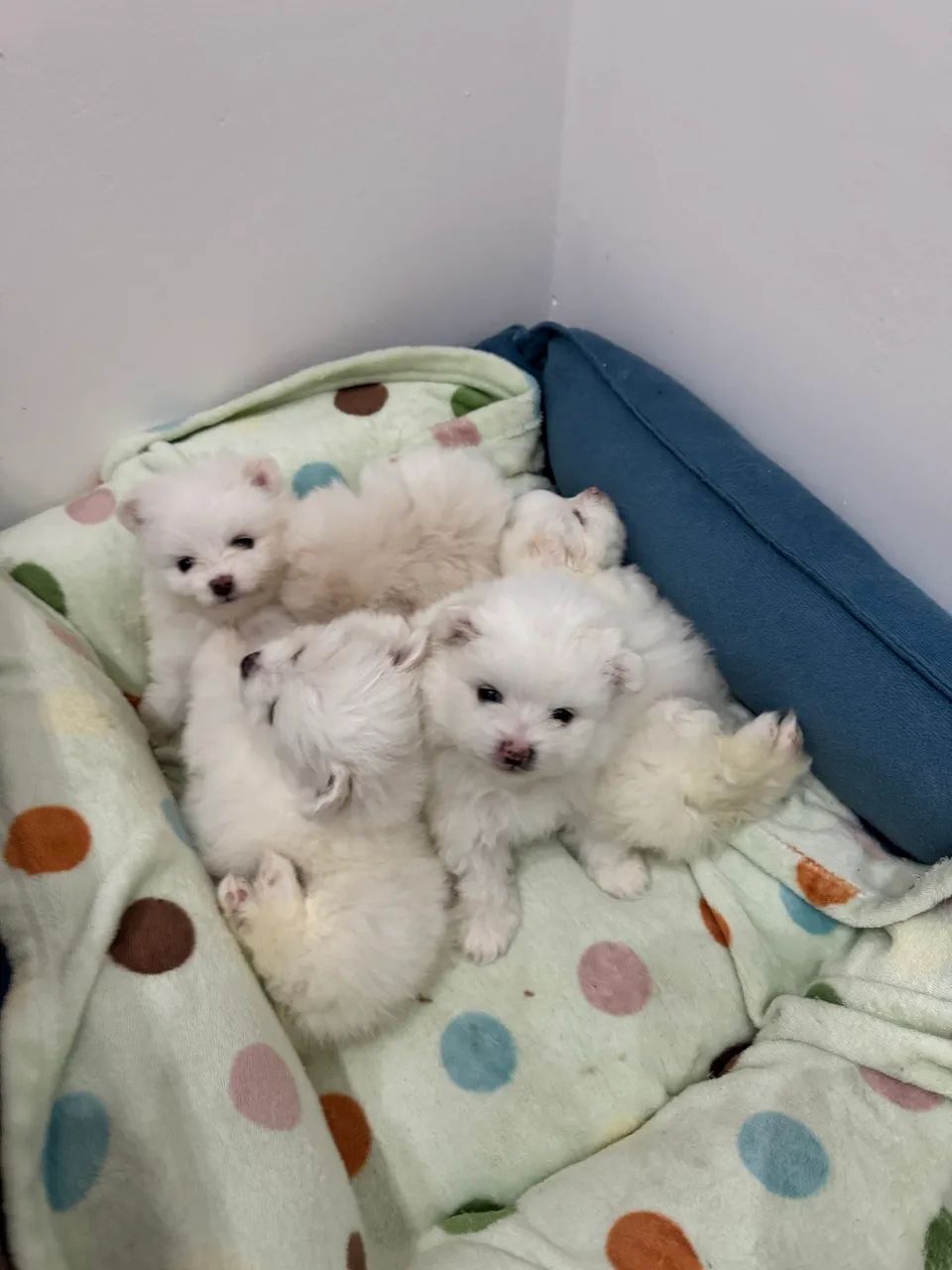 Filhote Spitz alemão  - Foto 4