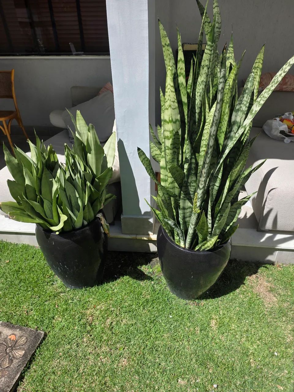 Vasos de planta