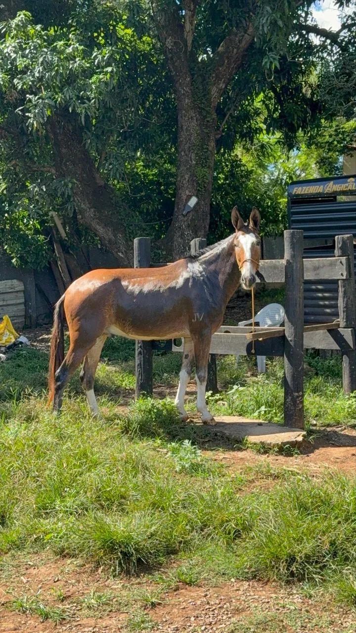 Burro de patrão  - Foto 3