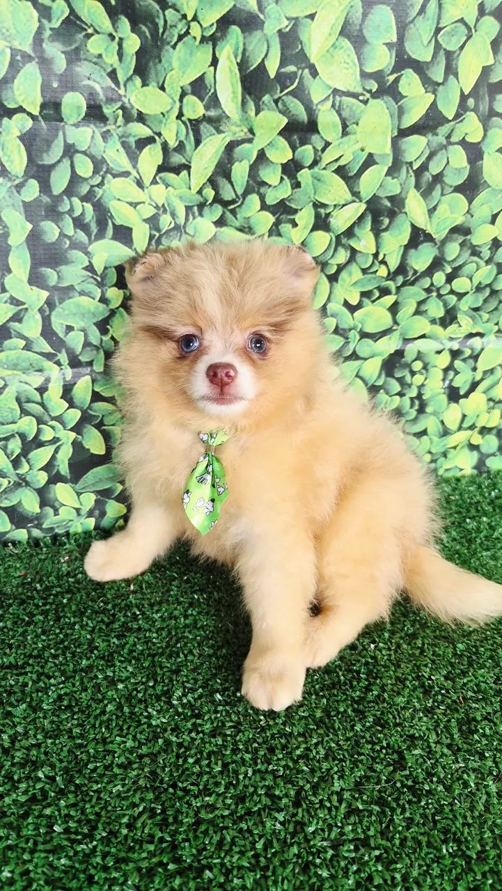 Machinho de Spitz Alemão  - Foto 2