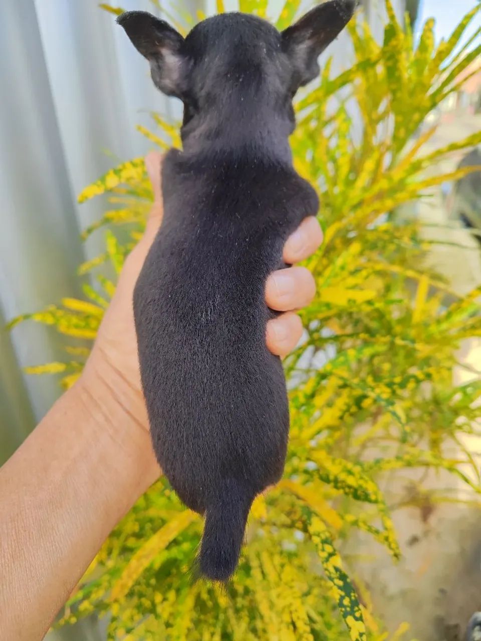Pinscher  - Foto 4
