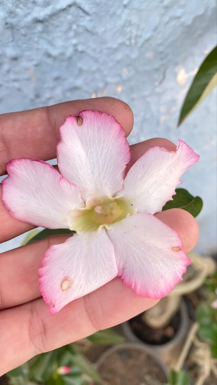 Rosas do deserto