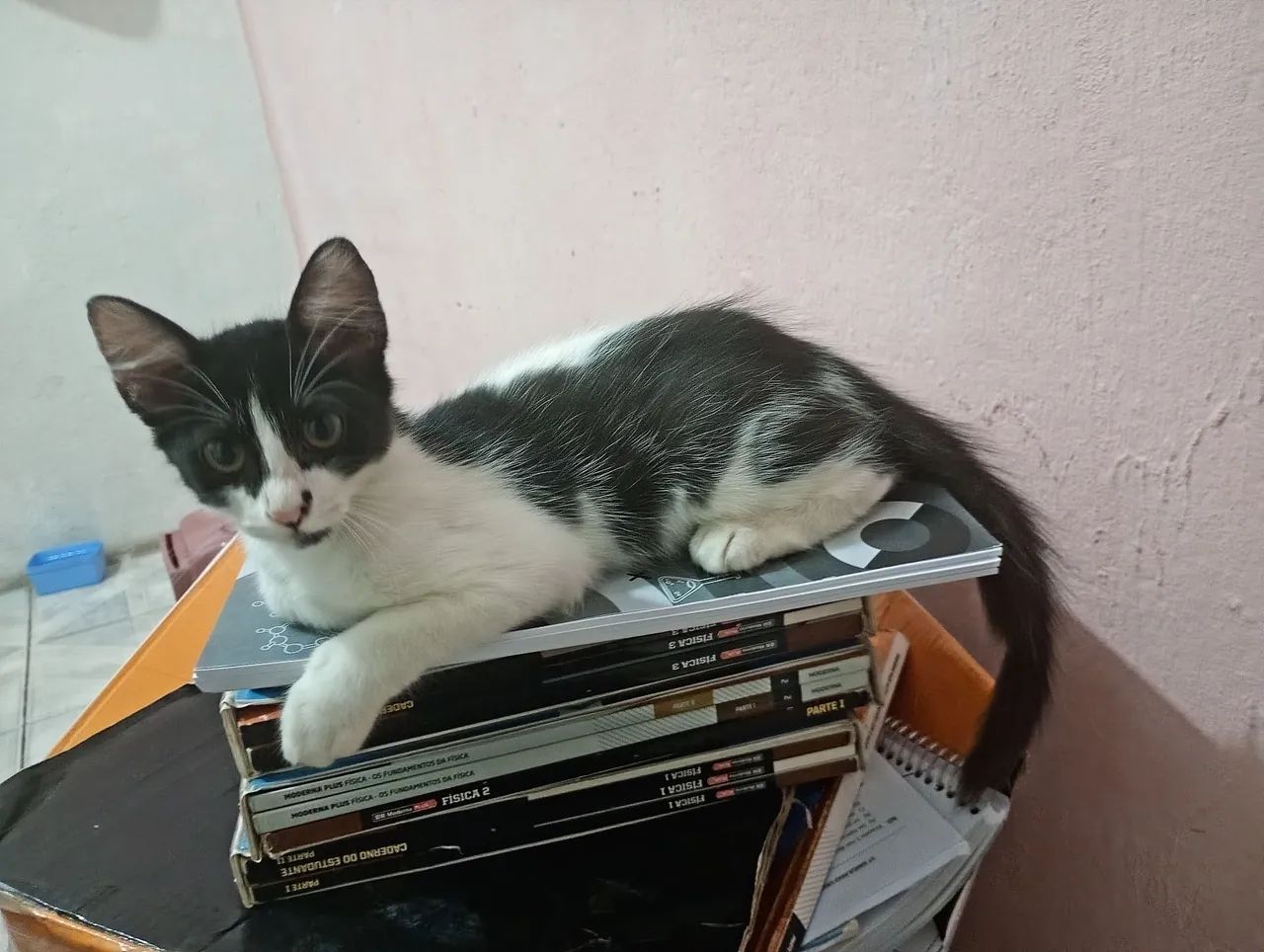 Gatinhas para adoção conjunta  - Foto 4