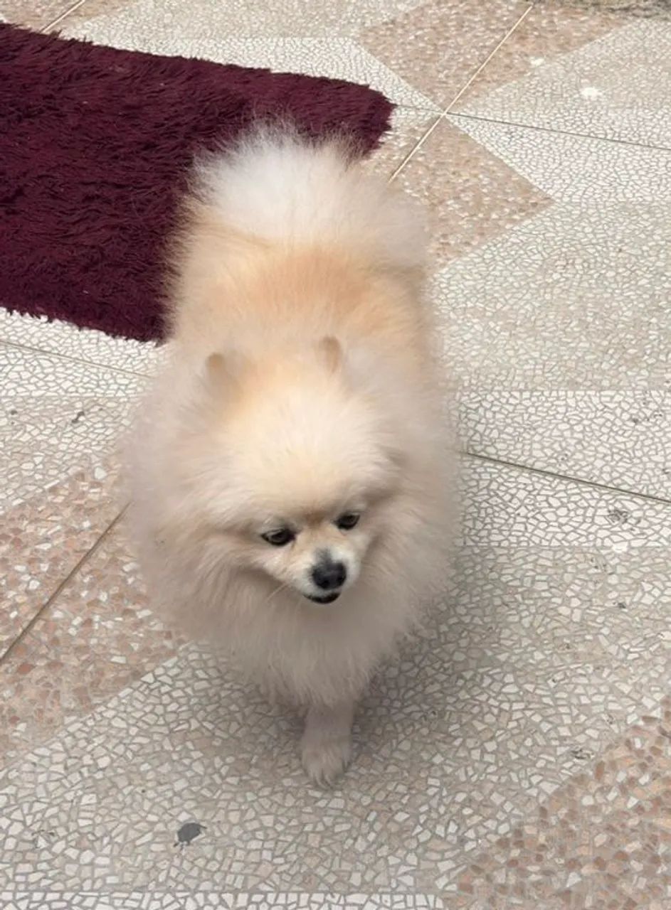 Spitz Alemão  - Foto 2