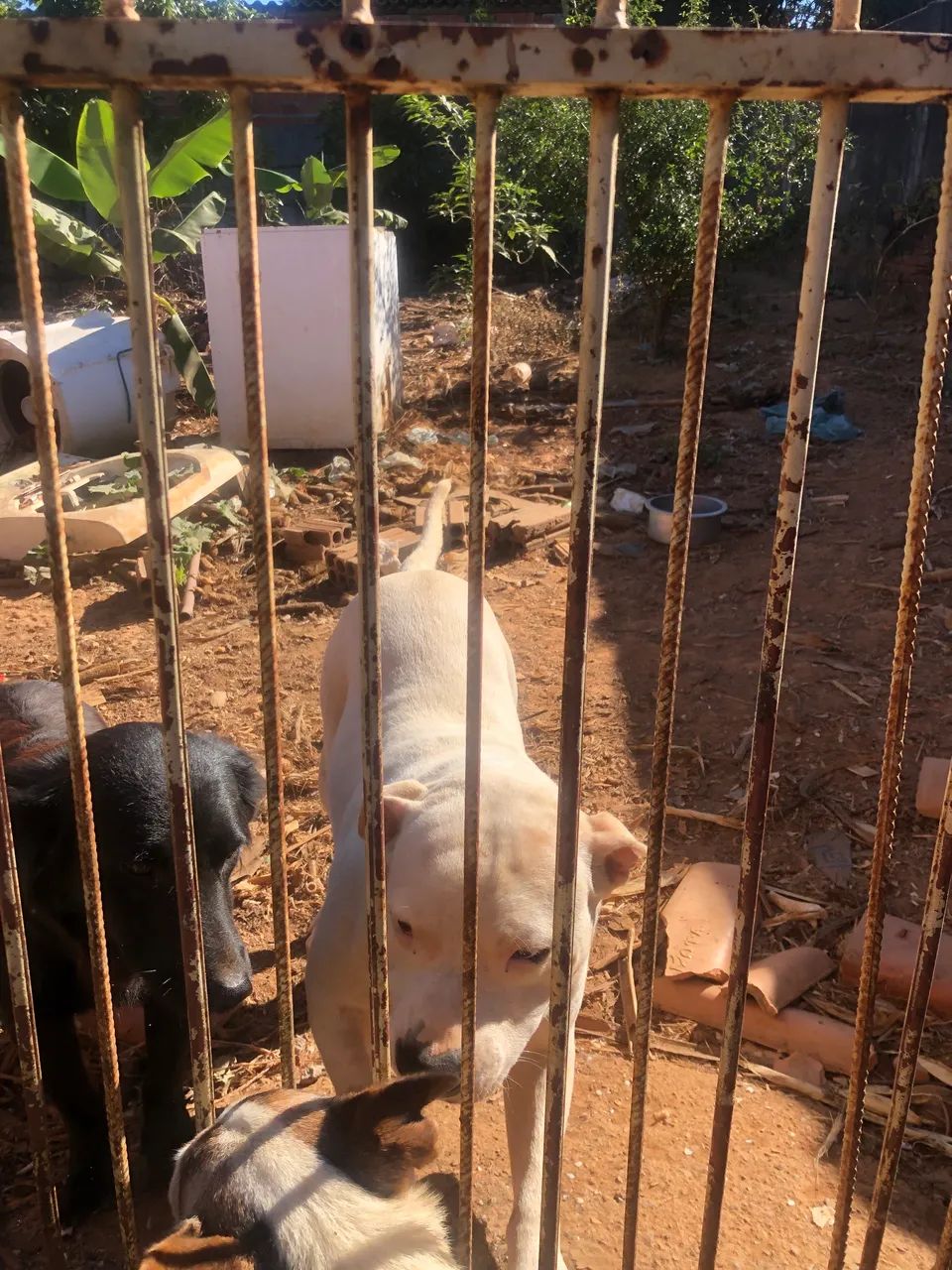 Pitbull 6 meses dócil 350 reais  - Foto 3