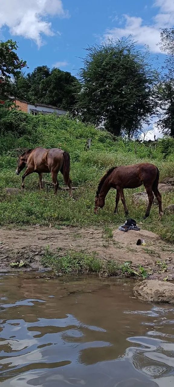 cavalo mestiço de quarto de milha