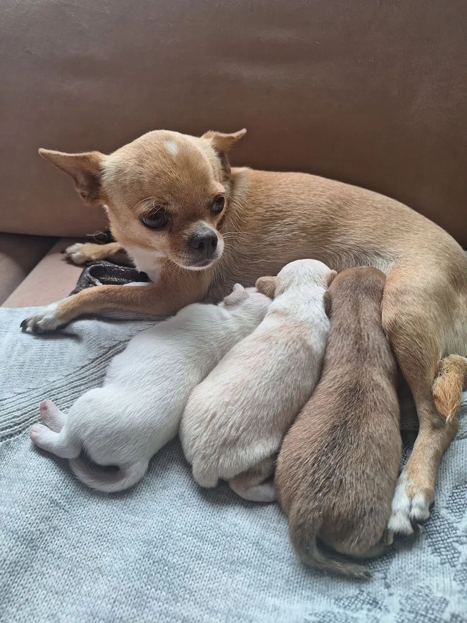 Pet. - Foto 4