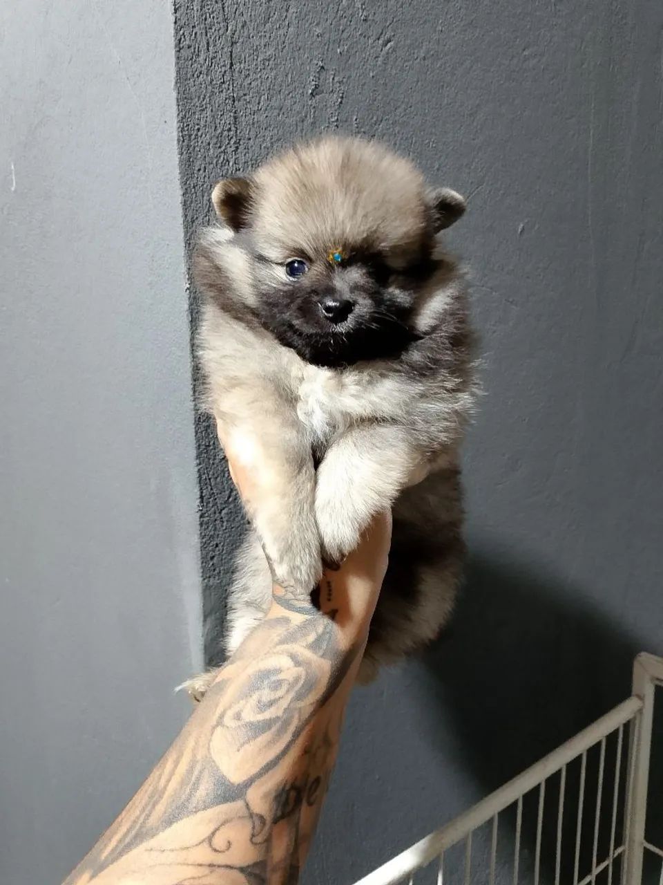 Spitz alemão macho filhote  - Foto 3