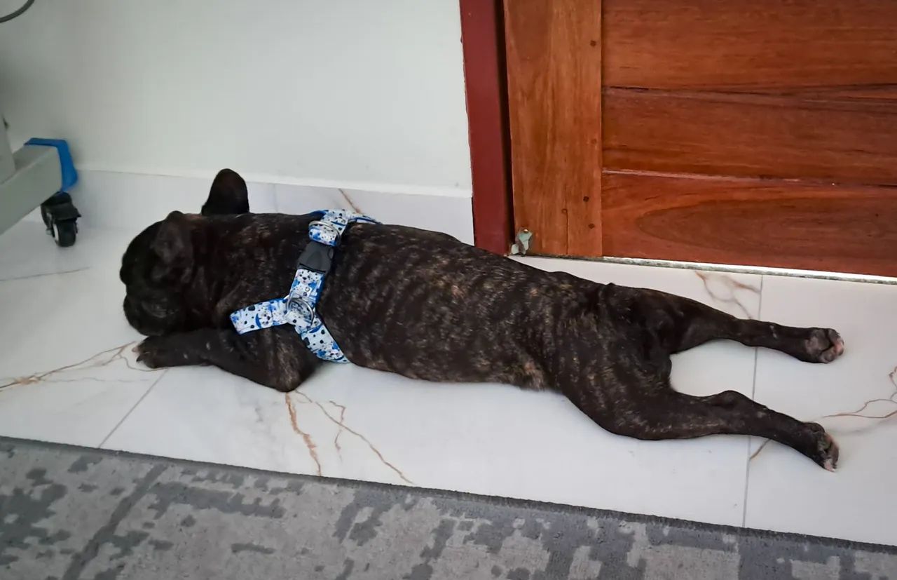 Buldogue 