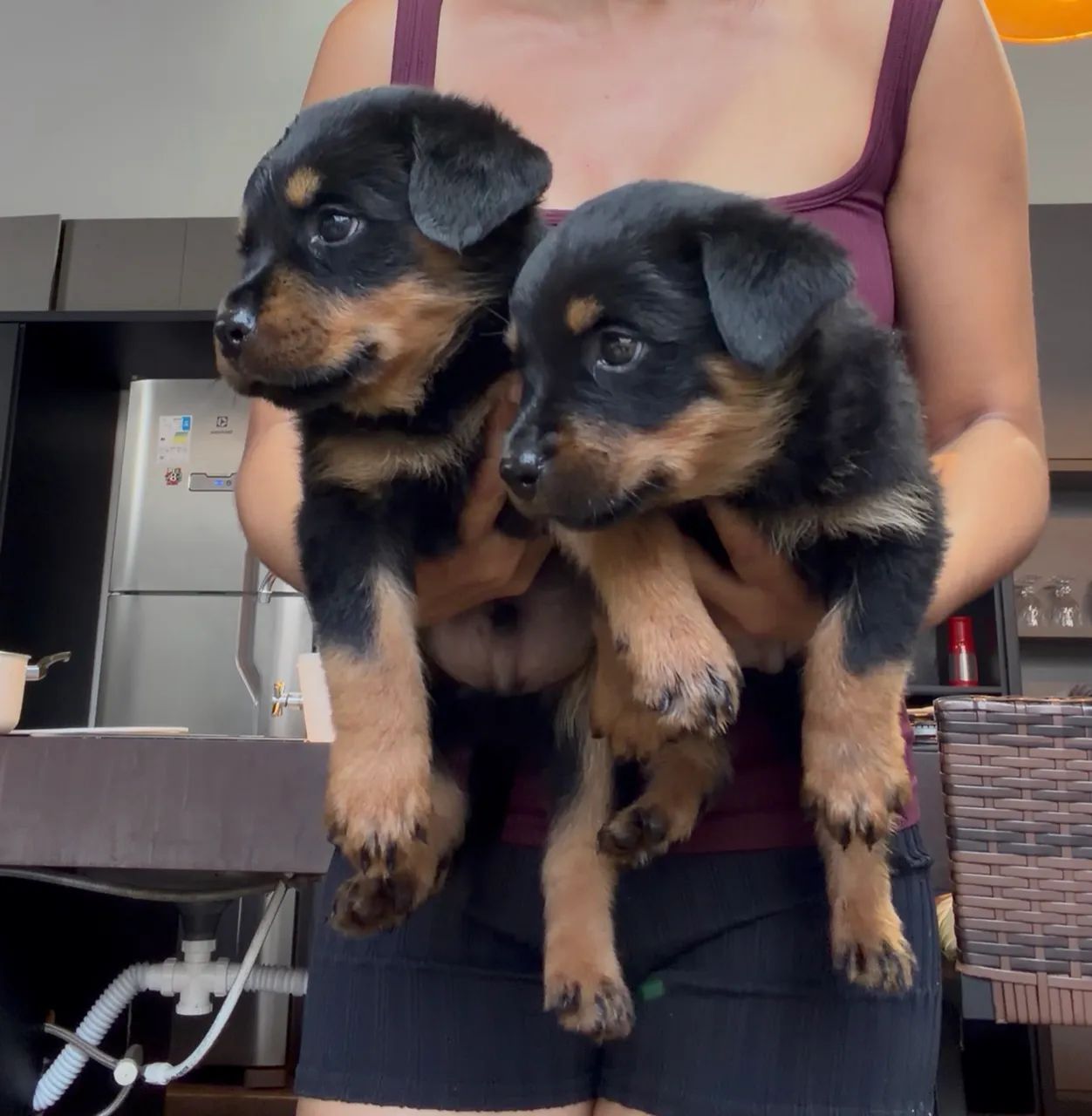 Rotweiller