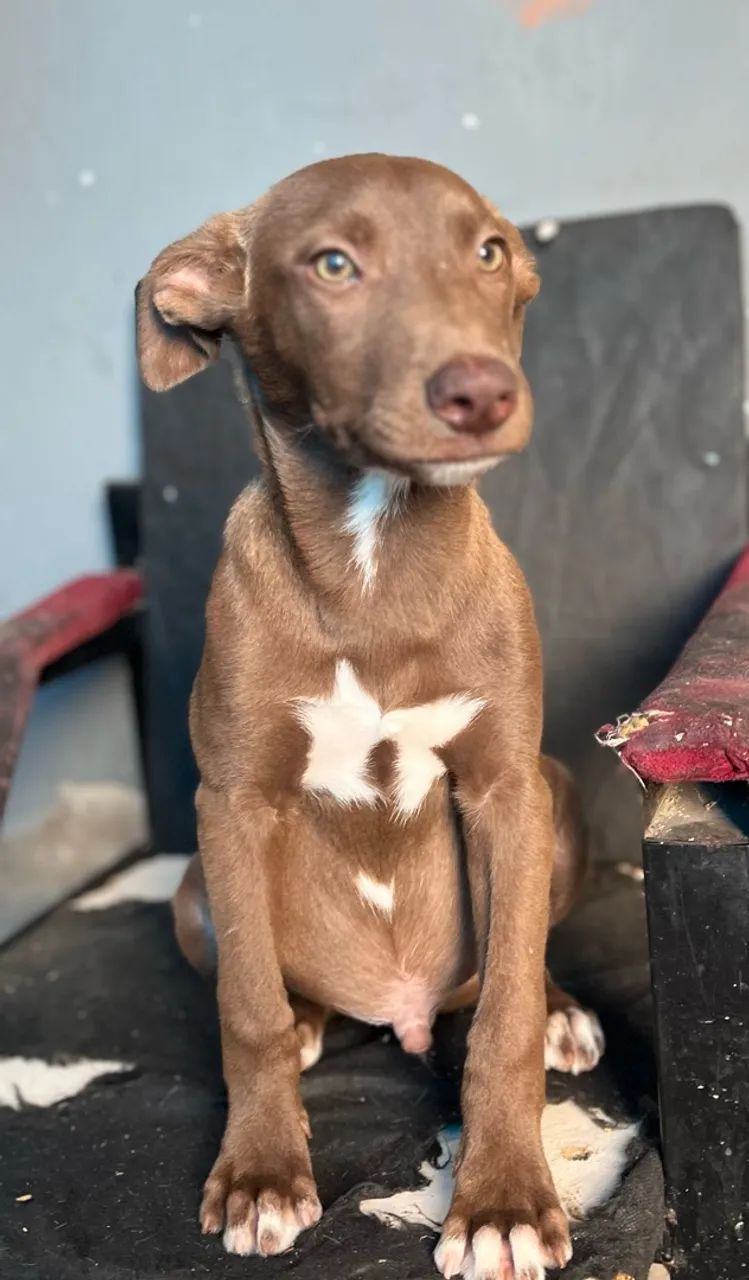 Cachorro macho - Foto 2