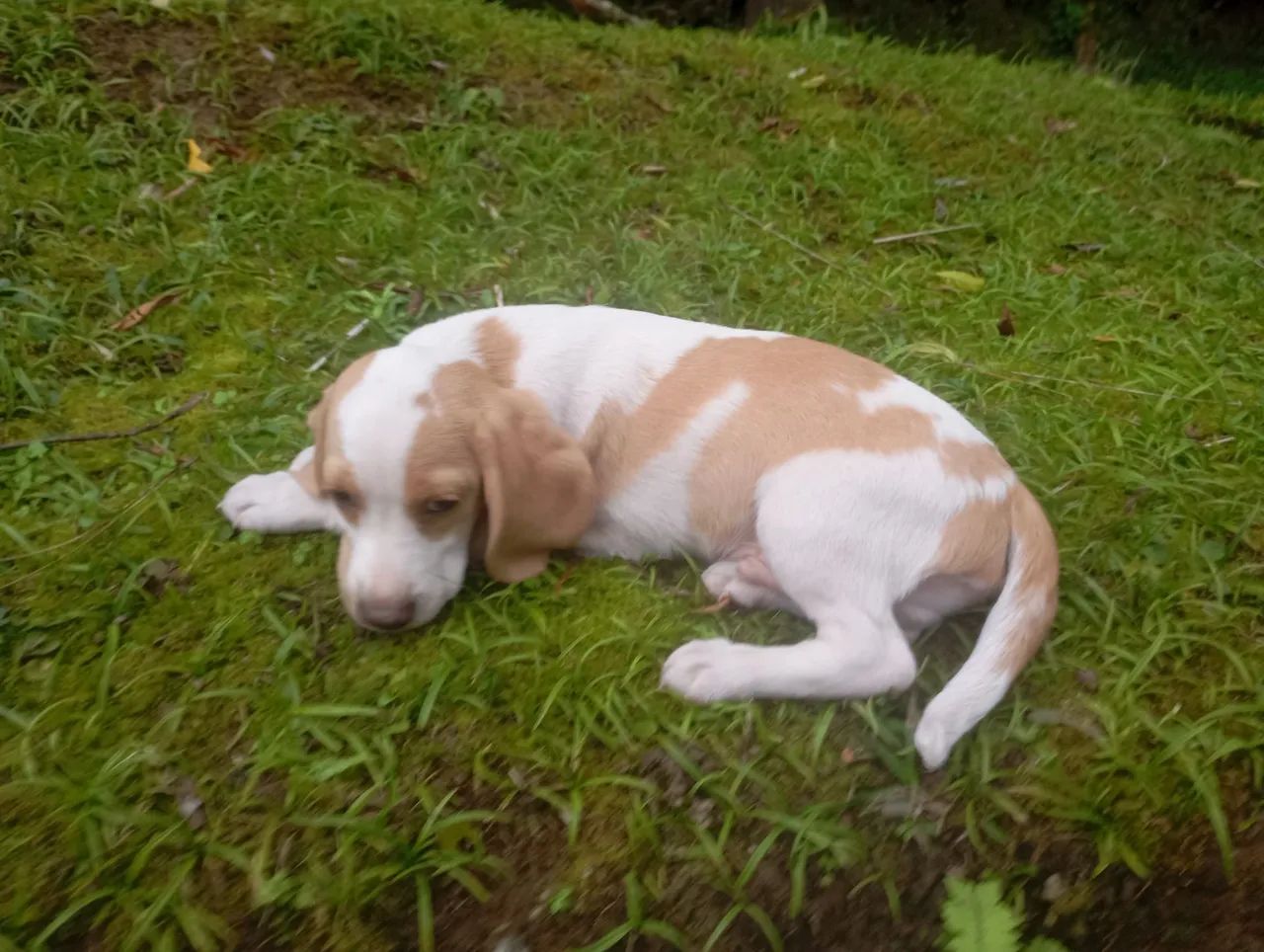 Beagle machinhos com todas vacinas - Foto 5