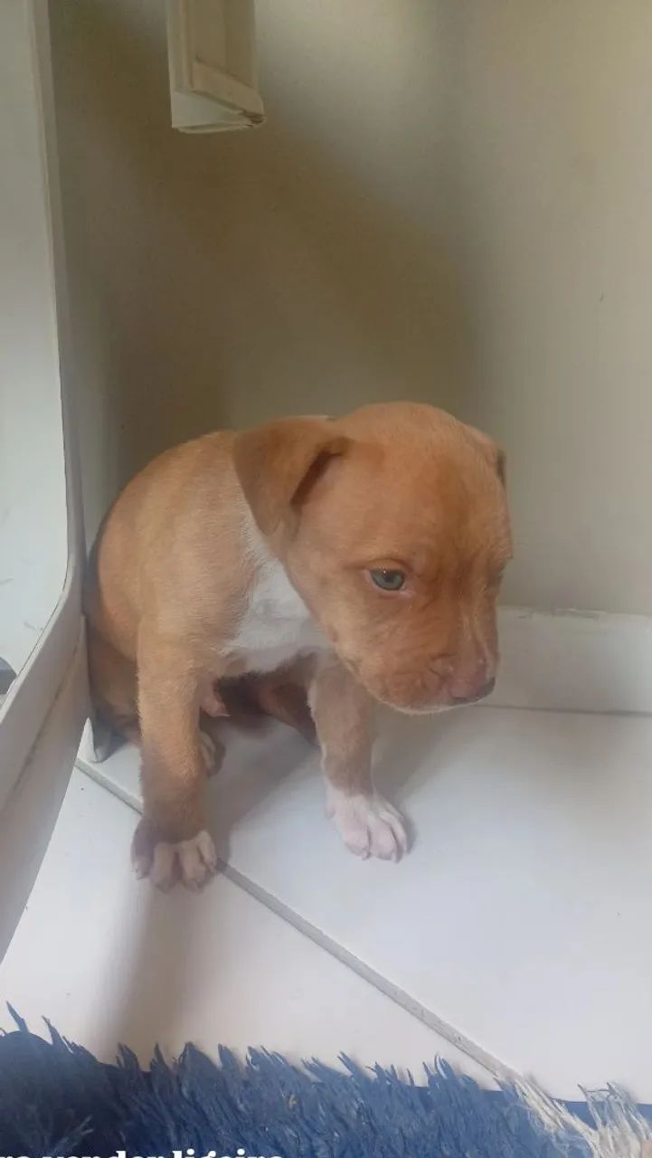 Cachorro Pit Bull 