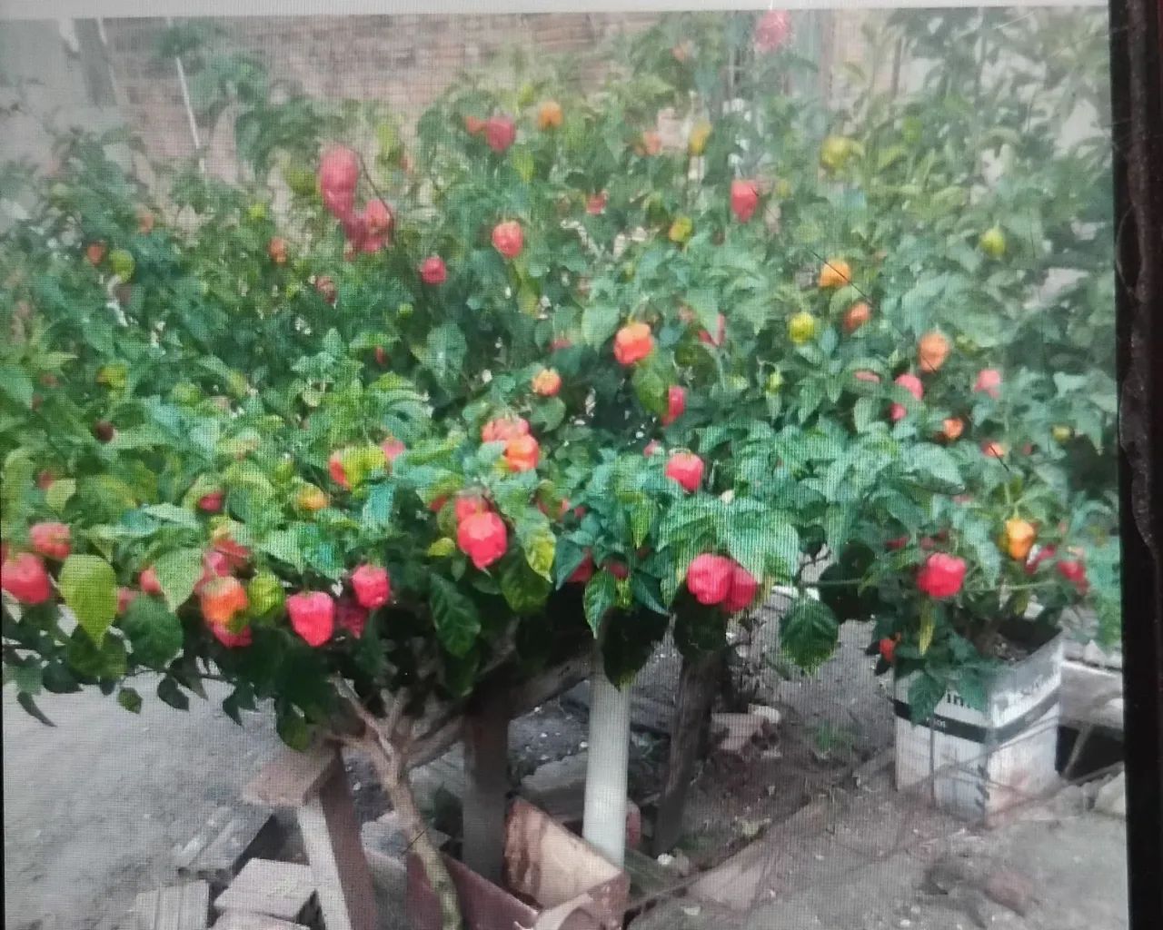 Pimentas - Foto 3
