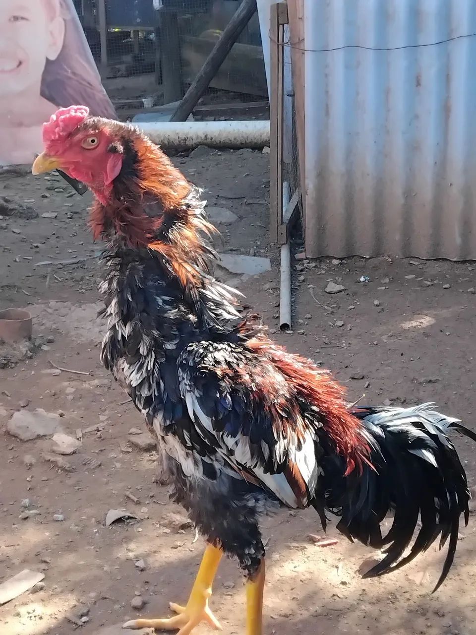 Galos e galinhas mura - Foto 2
