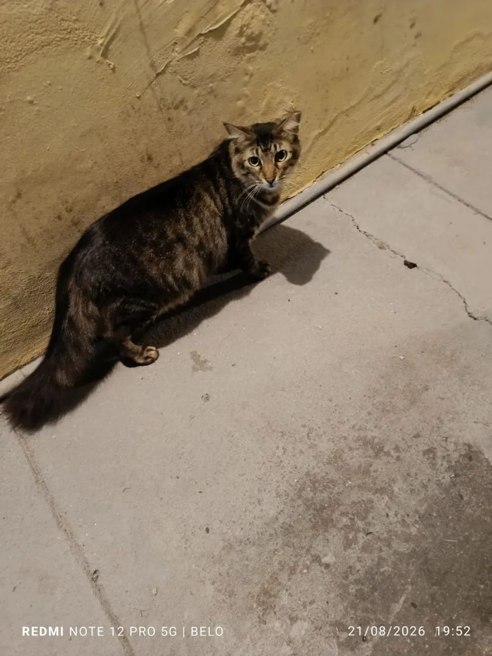 Adoção  - Foto 2
