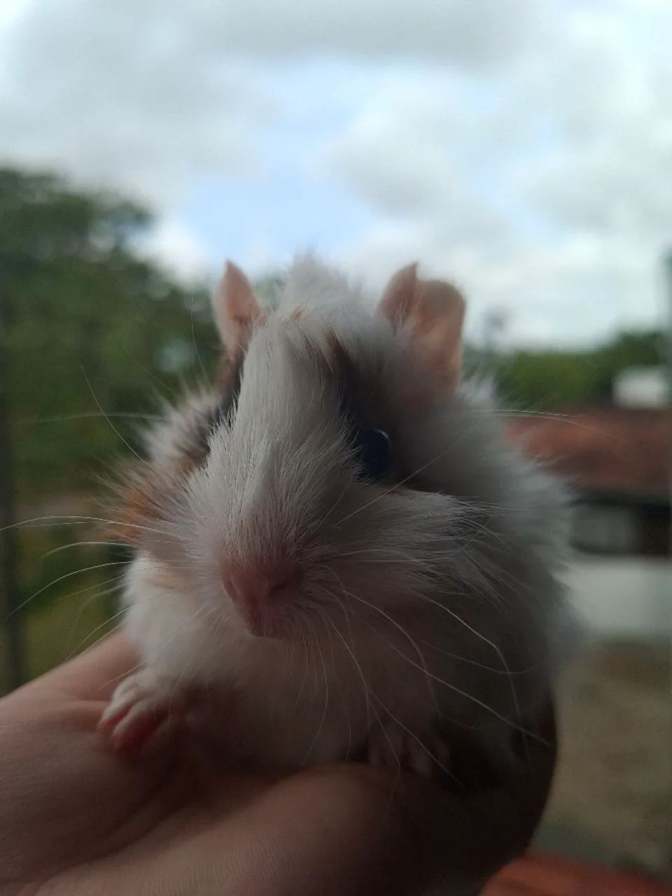 Porquinho da Índia 