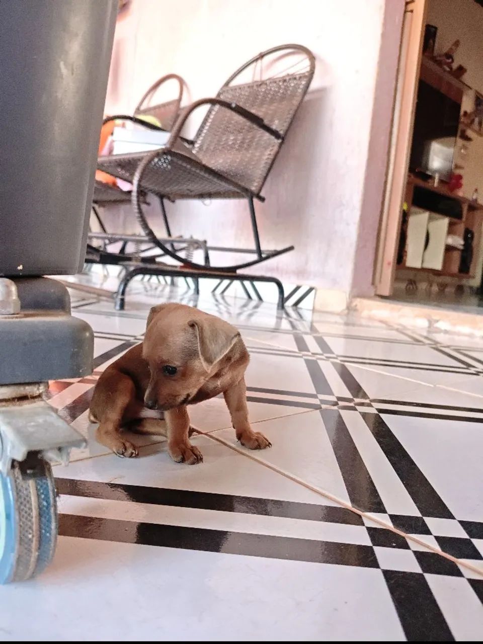 Pinscher  - Foto 5