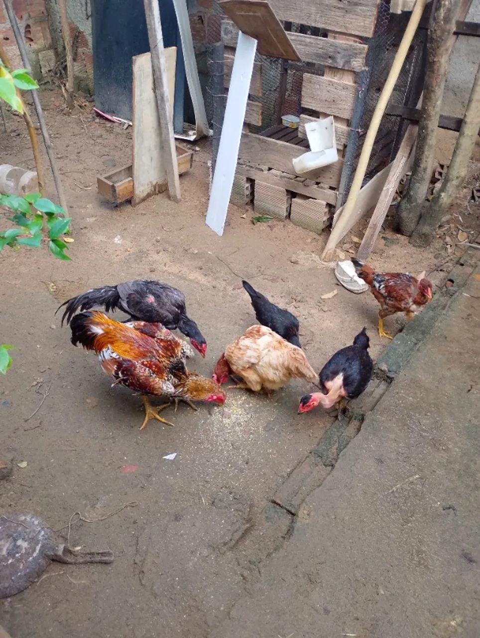 Aves saudável  - Foto 2